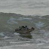 Surf Krok