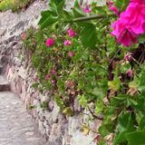 Natural Talent - Paraiso Musical