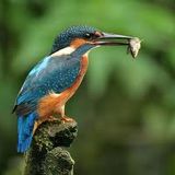 DjRamonMaspons Look at the Birdie Vol.III