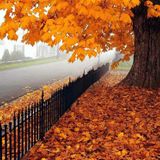 saDas - October Breeze