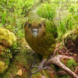 Kakapo