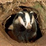 HEDTONIK: Bass Badger's Winter Elixir