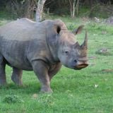 The Rhino Ultimatum - the fight is on to save the remaining Rhinos!