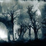 Dark,Rasta,Prog