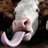 Cow Stick