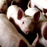 Exposing the cruelty to pigs in the food production system
