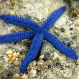 Andy Harkin - Big Blue Star 3