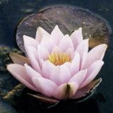 A Moment of Perfect Emptiness Chapter II : Contemplative Memories Mixed by Anyer Quantum