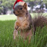 Christmas Cracker