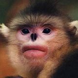 Monkey Time Radio Hour 04/21/2015