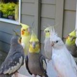 Episode 14: Pet Show (November 2013)