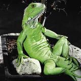 Eddie Lizard