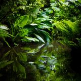 UTMP#5 - Warm Jungle