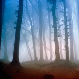 Turiya - Forest Dweller