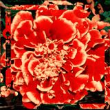 Falls marigold on the heatwave channel.