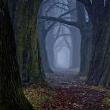 Luca - Forest Set 19-8-2014