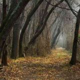 Journey to the Deep Woods
