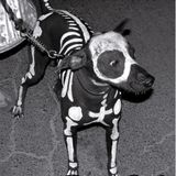 Perro ki // dia de los muertos
