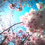 ☆作業用BGM☆〜だから私は桜を見あげたくなったんだ〜☆Spring mix