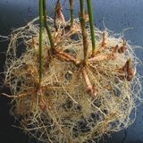 RHIZOMATIC-2
