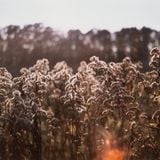 Mix-XII-wistful-songs-august15