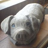PORK 1 the debut