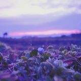 “nemunohana”mix, selected by itaru