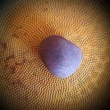 Liebe is the Answer "Anatolia" (16.09.2014)