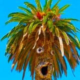 JouluBoogie - Baile Tropical