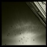 Silhouettes on the Wing