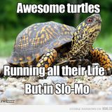 Tortuga cumbia chillout