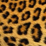 Trash Can Rhythm & Blues meets Swamp boogie - Jive Finney's Charity Hot 7's (Volume 1)