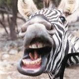 Rekless Zebra Vol. 2