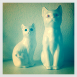 Flit Laholm_housecats