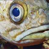 Rubberpike – Зеленые холмы Чехословакии