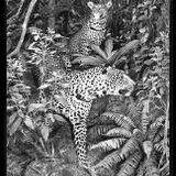 La soupe primitive dans la jungle