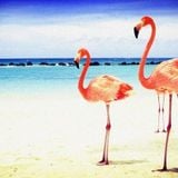 June : A story for flamingos