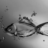 Fish SET