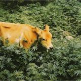 YOUNG NAST - GOOD HARVEST VOL.2