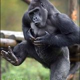 Monkeydance 3