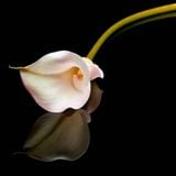 Ms Skyrym Sounds (10 11 2018)