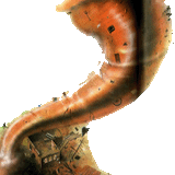 TORNADO