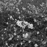 Icarus-01-07-2012