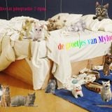 De groetjes van Mylou - 27/10/2014