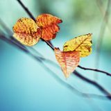 Purl - Autumn