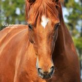 2:Trakehner