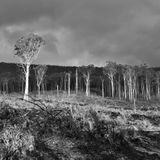 Post-music Cartel 19: Yarra Ranges