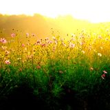 花は咲くMix--Hana Wa Saku Mix--"Flowers Will Bloom" Mix