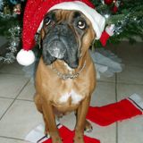 Titus' Xmas session 2013