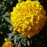 Musical Journey #69 - International SUN-day